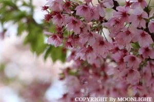 新宿御苑 桜