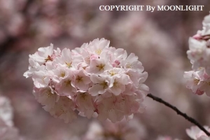 新宿御苑 桜