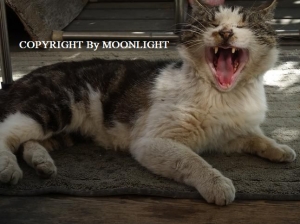 とっちゃん猫