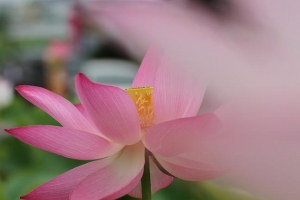 行田古代蓮の里