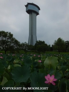 行田古代蓮の里