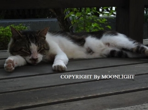 とっちゃん猫