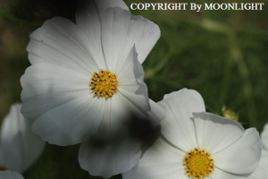 秋桜