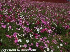 秋桜