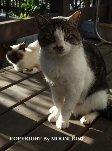 おはなととっちゃん