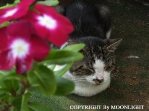 日々草&とっちゃん猫