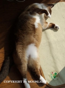 おはな
