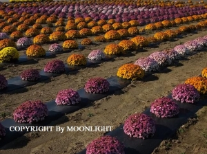 あかぼり小菊の里