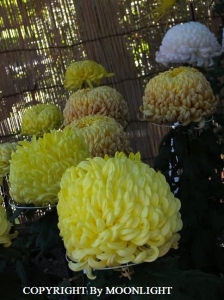 亀戸天神 菊
