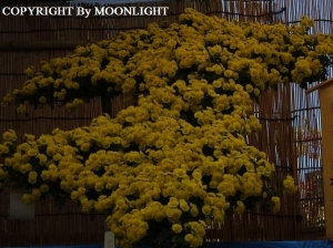 湯島天神菊祭り