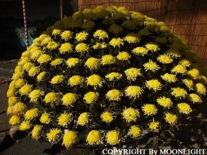 湯島天神菊祭り
