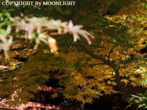 本土寺入口