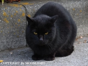 黒猫