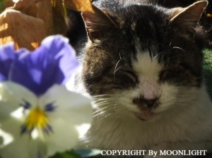 マリアブルーオーシャン&とっちゃん猫