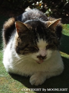 とっちゃん猫
