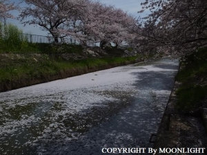 桜 近所