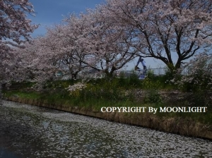 桜 近所