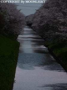 桜 近所