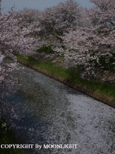 桜 近所