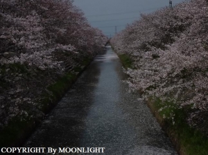 桜 近所