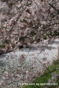 桜 近所