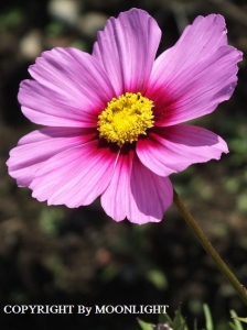 秋桜