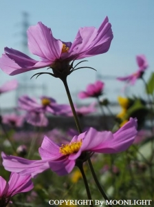 秋桜