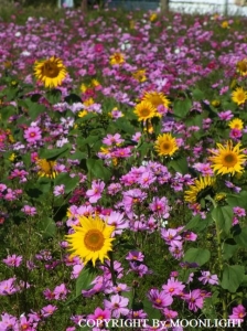 秋桜