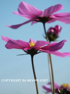 秋桜