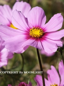 秋桜