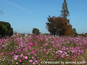 秋桜他