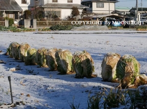 雪景色
