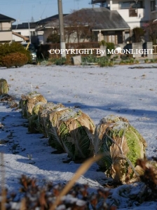 雪景色