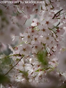 石神井川桜