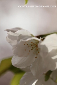 石神井川桜