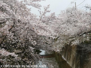 石神井川桜