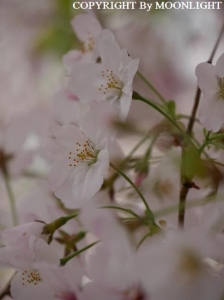 石神井川桜