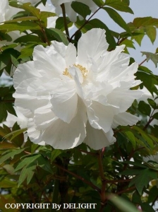 西新井 牡丹