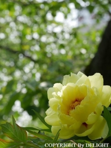 西新井 牡丹