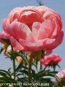 花園芍薬園