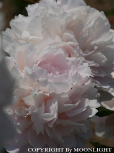 花園芍薬園