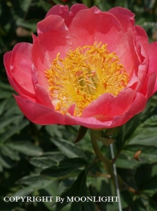 花園芍薬園