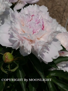 花園芍薬園