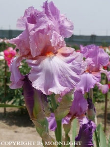 花園芍薬園