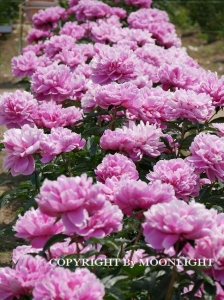 花園芍薬園