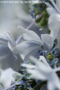 堀切あじさい通り 紫陽花