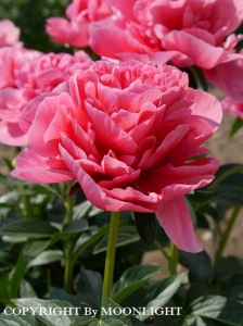 花園芍薬園
