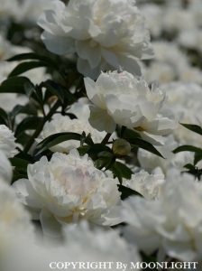花園芍薬園