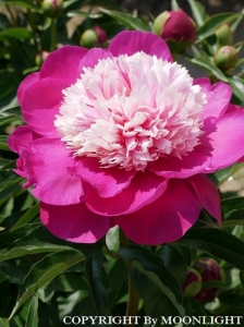 花園芍薬園