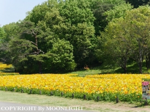 森林公園 アイスランドポピー